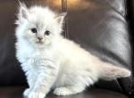 LUCKY - Siberian Kitten For Sale - Bonita Springs&comma; FL&comma; US