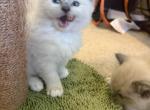 Washington - Ragdoll Kitten For Sale - Laurel&comma; MD&comma; US