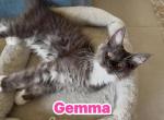 Gemma - Maine Coon Kitten For Sale - Fort Meade&comma; FL&comma; US
