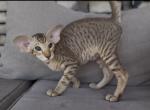 Rinethor Marbleficent orientalcateu - Peterbald Kitten For Sale