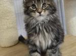 Demeter's Kittens - Maine Coon Kitten For Sale - Onalaska&comma; WI&comma; US