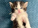 Isaac - Maine Coon Kitten For Sale - Fort Meade&comma; FL&comma; US