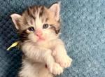 Isaiah - Maine Coon Kitten For Sale - Fort Meade&comma; FL&comma; US