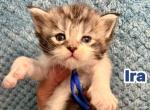 ira - Maine Coon Kitten For Sale - Fort Meade&comma; FL&comma; US