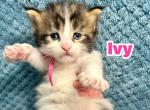 Ivy - Maine Coon Kitten For Sale - Fort Meade&comma; FL&comma; US