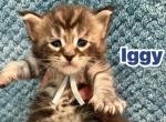 Iggy - Maine Coon Kitten For Sale - Fort Meade&comma; FL&comma; US