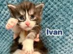 Ivan - Maine Coon Kitten For Sale - Fort Meade&comma; FL&comma; US