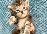 Isabella - Maine Coon Kitten For Sale - Fort Meade&comma; FL&comma; US