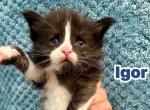 Igor - Maine Coon Kitten For Sale - Fort Meade&comma; FL&comma; US