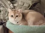 Eric - Scottish Fold Kitten For Sale - Wake Forest&comma; NC&comma; US
