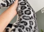 BeautifulBoy - Bengal Kitten For Sale - Hermann&comma; MO&comma; US