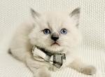 River - Ragdoll Kitten For Sale - 