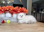 Siberian girl - Siberian Kitten For Sale - Aldie&comma; VA&comma; US