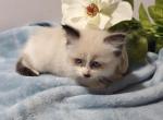 Jasmine - Ragdoll Kitten For Sale - Reading&comma; PA&comma; US