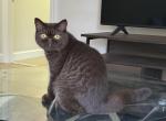 Toni - Exotic Cat For Sale - Walpole&comma; MA&comma; US