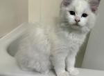Female Blue Bicolor - Ragdoll Kitten For Sale - 