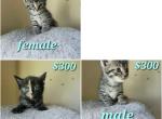 Domestic long hair kittens - American Longhair Kitten For Sale - Germantown&comma; MD&comma; US
