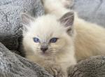 Blue Point female - Ragdoll Kitten For Sale - Pittsfield&comma; MA&comma; US