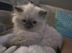 FLOWERS LITTER - Ragdoll Kitten For Sale - Marysville&comma; WA&comma; US