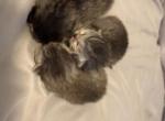 Skyla - Scottish Fold Kitten For Sale - Providence&comma; RI&comma; US