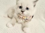 Olivia - Ragdoll Kitten For Sale - 