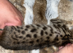 zavy - Savannah Kitten For Sale - 