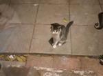 Milo - Domestic Kitten For Sale - North Miami Beach&comma; FL&comma; US