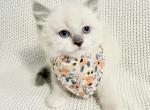 Peaches - Ragdoll Kitten For Sale - Ocala&comma; FL&comma; US