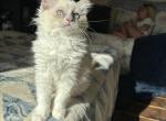 Flora  Available Now - Ragdoll Kitten For Sale - Front Royal&comma; VA&comma; US