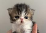 Remi - Exotic Kitten For Sale - 