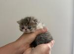Noodle - Exotic Kitten For Sale - 