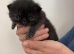 Flash - Exotic Kitten For Sale - 