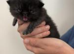 Bean - Exotic Kitten For Sale - Walpole&comma; MA&comma; US