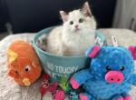 Lucy - Ragdoll Kitten For Sale - Kearneysville&comma; WV&comma; US