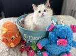 Lucy - Ragdoll Kitten For Sale - 