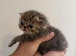 Tiger - Exotic Kitten For Sale - Walpole&comma; MA&comma; US