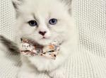 Lila - Ragdoll Kitten For Sale - Ocala&comma; FL&comma; US
