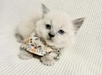 Isabella - Ragdoll Kitten For Sale - Ocala&comma; FL&comma; US