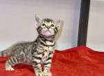 Mystify - Bengal Kitten For Sale - Valparaiso&comma; IN&comma; US
