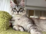 Cappucino - Maine Coon Kitten For Sale - NY&comma; US