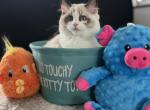 Lillie - Ragdoll Kitten For Sale - Kearneysville&comma; WV&comma; US
