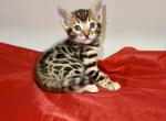 Mystique - Bengal Kitten For Sale - Valparaiso&comma; IN&comma; US