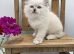 Blue Girl - Ragdoll Kitten For Sale - Springfield&comma; MO&comma; US