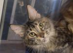 A25 - Maine Coon Cat For Sale - Benton&comma; KY&comma; US