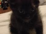 White Diamond - Domestic Kitten For Adoption - 