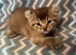 Highlander kity2a - Highlander Kitten For Sale - Goshen&comma; AL&comma; US