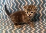 Highlander kity1a - Highlander Kitten For Sale - Goshen&comma; AL&comma; US