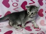 Highlander kity 2v - Highlander Kitten For Sale - Goshen&comma; AL&comma; US