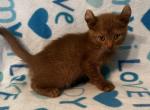 Highlander kity 1v - Highlander Kitten For Sale - Goshen&comma; AL&comma; US