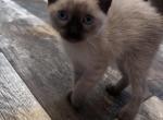 M&iacute;a - Siamese Kitten For Sale - Adams&comma; WI&comma; US
